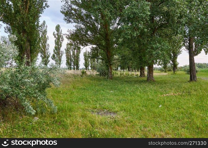 nature view with green grass and poplars in spring day, Ukraine