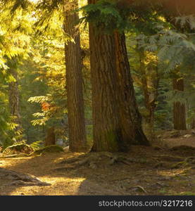 Nature - Whistler B.C., Canada