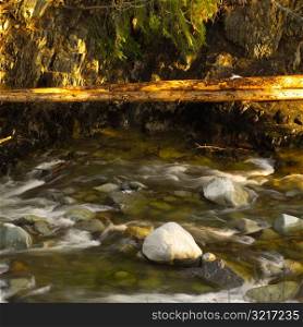 Nature - Whistler B.C., Canada