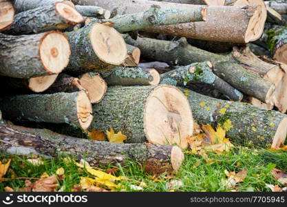 nature, wood and environment concept - trunks of felled trees or logs outdoors in autumn. trunks of felled trees or logs outdoors in autumn