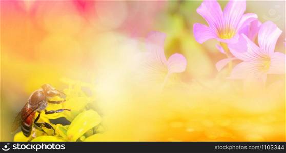 Nature yellow background banner / Abstract blur yellow flower spring bright summer with insect bee collects pollen for honeybee in the flower garden