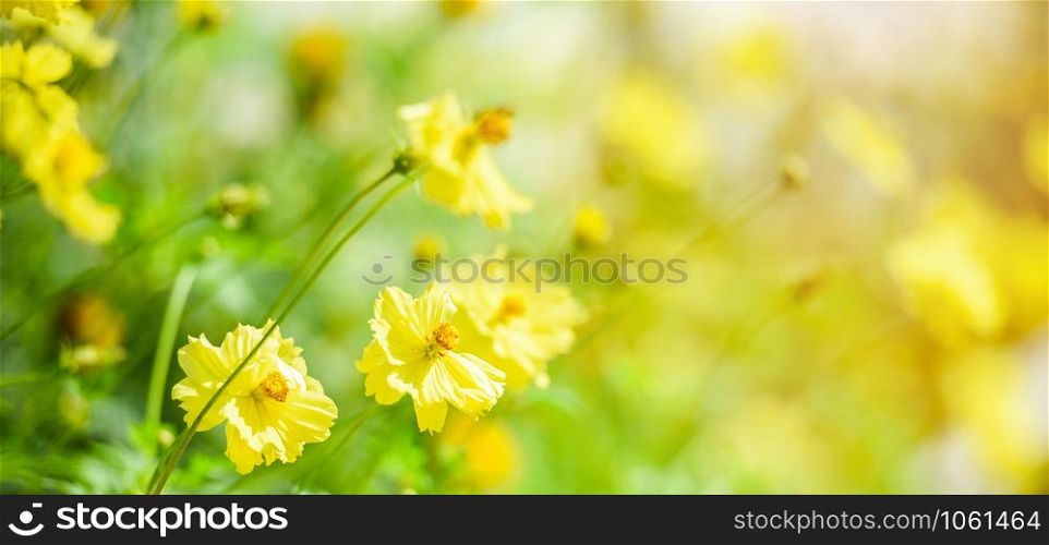 Nature yellow flower field blur background / Yellow plant calendula autumn colors beautiful in the garden