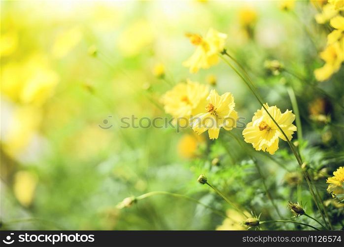 Nature yellow flower field blur background / Yellow plant calendula autumn colors beautiful in the garden