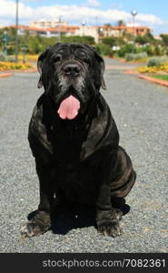 Neapolitan mastiff - best friend and bodyguard.