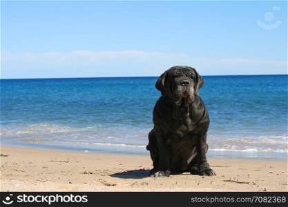 Neapolitan mastiff is sitting on the beach.