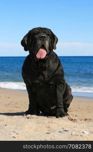 Neapolitan mastiff is sitting on the beach.