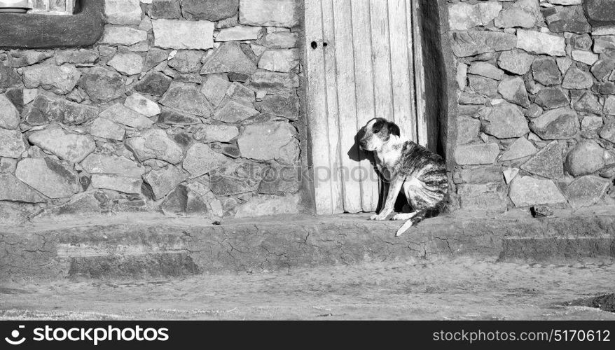 near a house the dog waiting alone