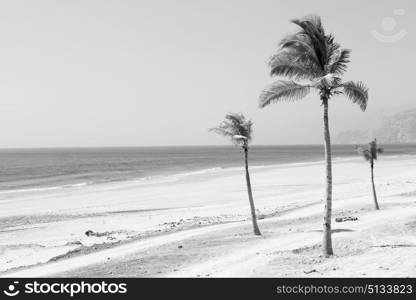 near sandy beach sky palm and mountain in oman arabic sea the hill