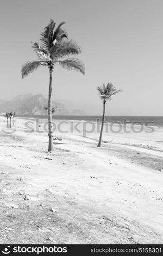 near sandy beach sky palm and mountain in oman arabic sea the hill