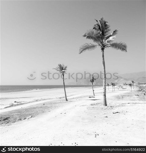 near sandy beach sky palm and mountain in oman arabic sea the hill