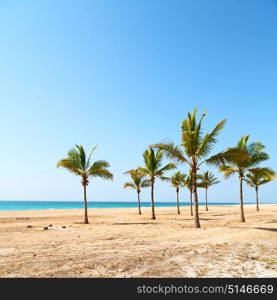 near sandy beach sky palm in oman arabic sea the hill