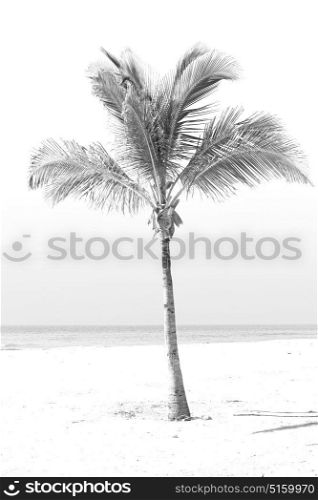 near sandy beach sky palm in oman arabic sea the hill