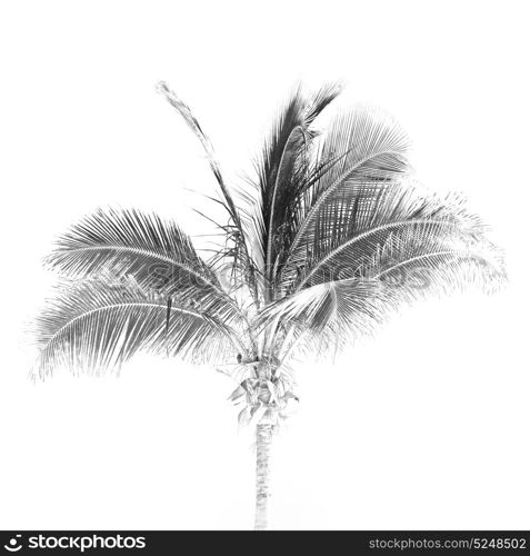 near sandy beach sky palm in oman arabic sea the hill