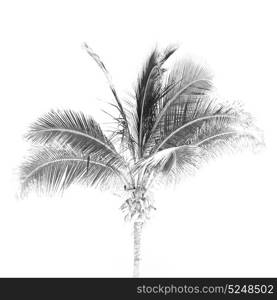 near sandy beach sky palm in oman arabic sea the hill