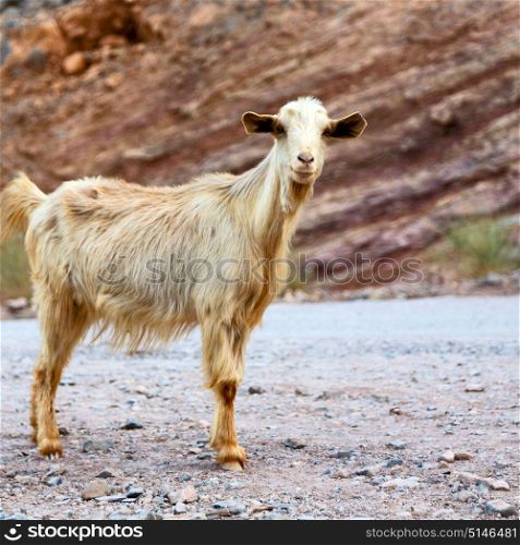 near the rock and bush in oman goat alone