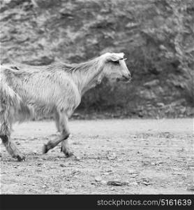 near the rock and bush in oman goat alone