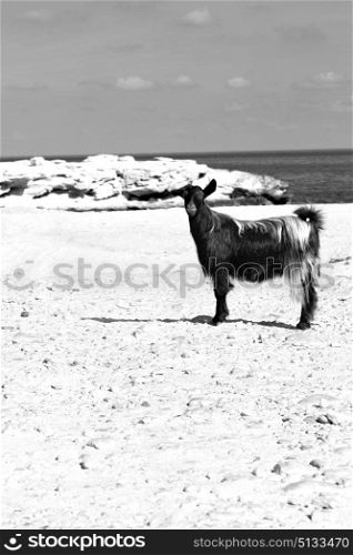 near the rock sea and bush in oman goat alone