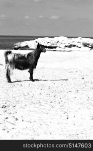 near the rock sea and bush in oman goat alone