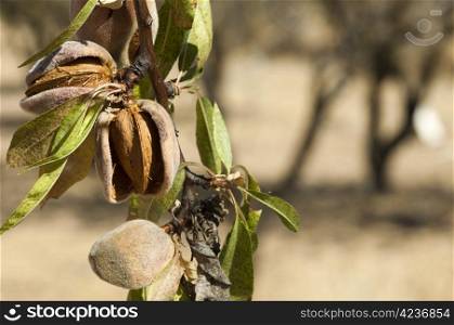 Nearly ripe almonds on branch