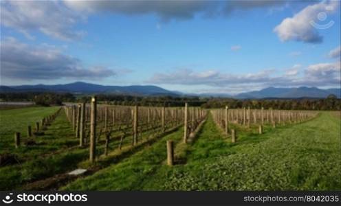 Neat rows of grape-bearing vines in a vineyard in Australia