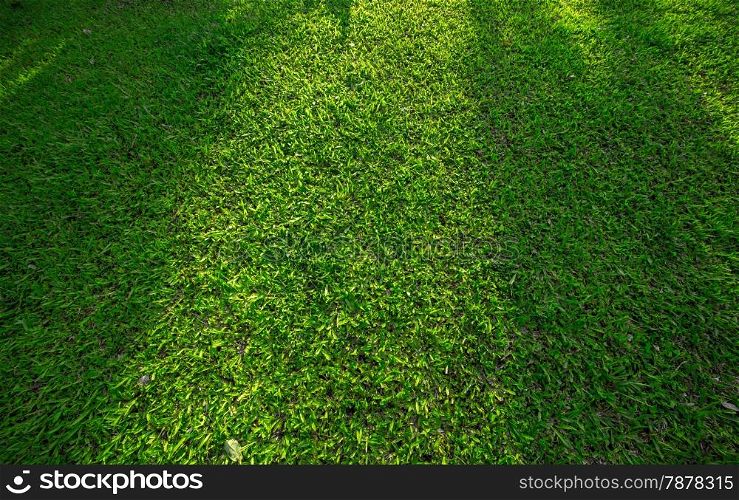 Neatly cut grass