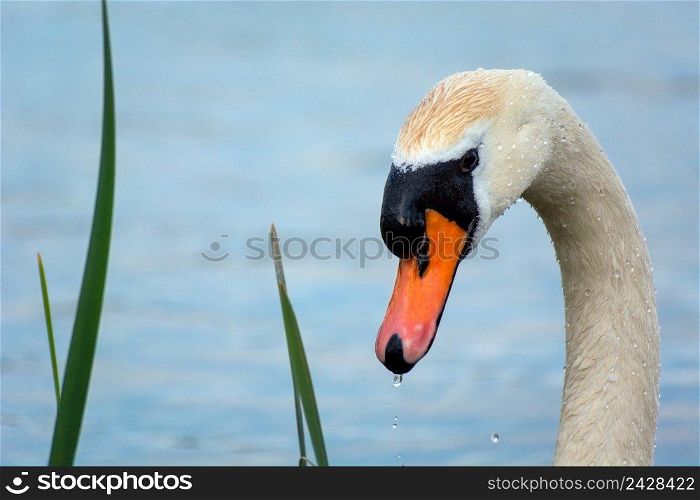 Neck and head of a white mute swan, spring day