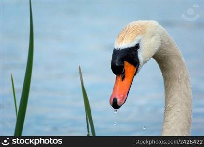 Neck and head of a white mute swan, spring day