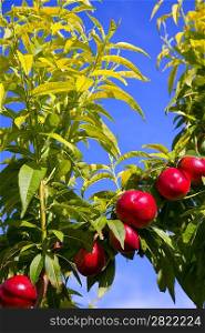 nectarine fruits on a tree with red color and green fresh leaves