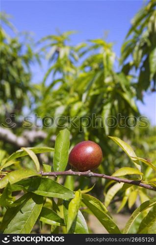 nectarine peach tree growing in spring blue sky agriculture