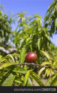 nectarine peach tree growing in spring blue sky agriculture