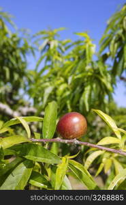 nectarine peach tree growing in spring blue sky agriculture