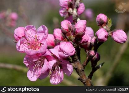 Nectarine tree Prunus persica , close up of the flower head