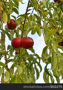 nectarines