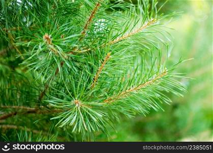 Needles of pine