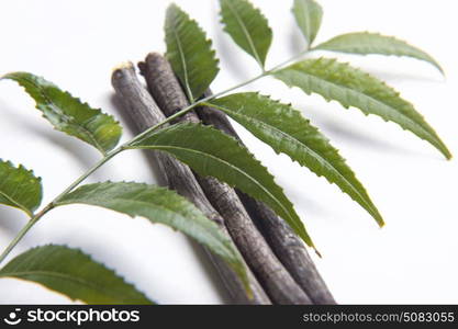 Neem leaves and twigs