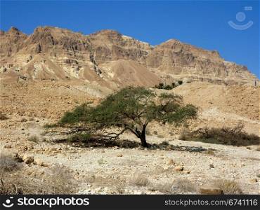 Negev Desert-single tree. single tree in Negev desert, Israel