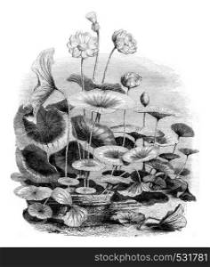 Nelumbo nucifera, vintage engraved illustration. Magasin Pittoresque 1852.