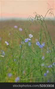 Nemophila flower field, blue flowers on field. Nemophila flower field, blue flowers