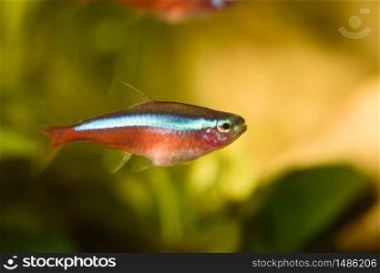Neon Cardinal Tetra in Aquarium. Hobby concept. Fresh water fish.. Neon Cardinal Tetra in Aquarium. Hobby concept