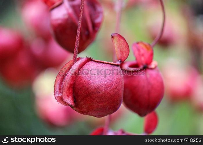 nepenthes flower or monkey pitcher plant, insect-eating flowers