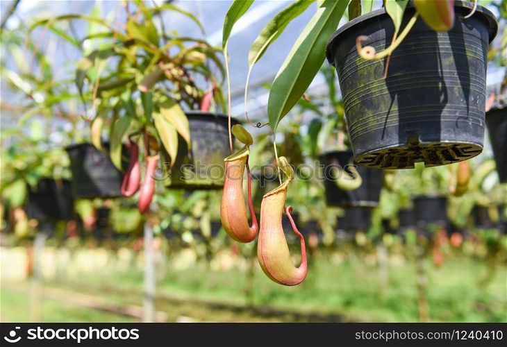 Nepenthes in pot hanging at green house background / Nursery nepenthes growing for decorate in the garden