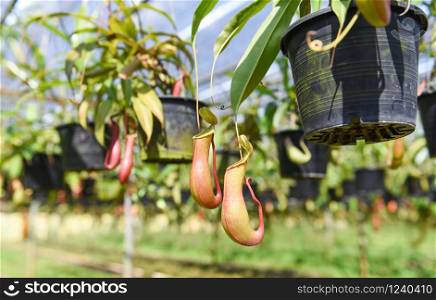 Nepenthes in pot hanging at green house background / Nursery nepenthes growing for decorate in the garden