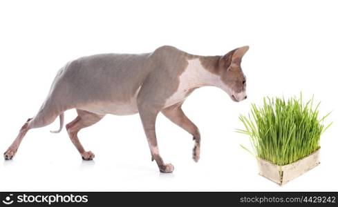 Nepeta cataria and cat in front of white background