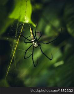 Nephila pilipes, Giant golden orb-web spider in the natural forests of Sri Lanka.
