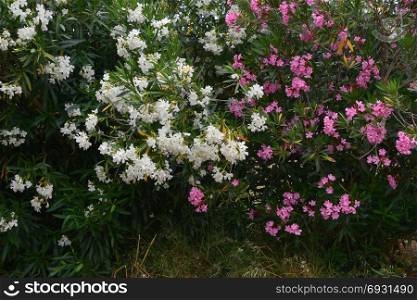Nerium oleander daphne shrubs with pink and white flowers. Poisonous plant in bloom.