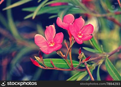 Nerium oleander is an evergreen shrub or small tree in the dogbane family Apocynaceae. It is the only species currently classified in the genus Nerium. Oleander is one of the most poisonous of commonly grown garden plants.