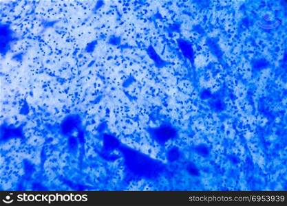 Nerve cell under the microscope - Abstract blue dots on white background.