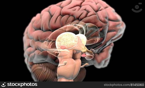 Nerves that reach the brain 3d , medical illustration.. Nerves that reach the brain