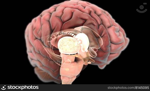 Nerves that reach the brain 3d , medical illustration.. Nerves that reach the brain