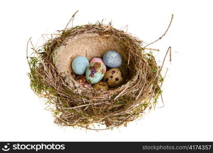 Nest, it twisted from grass with eggs